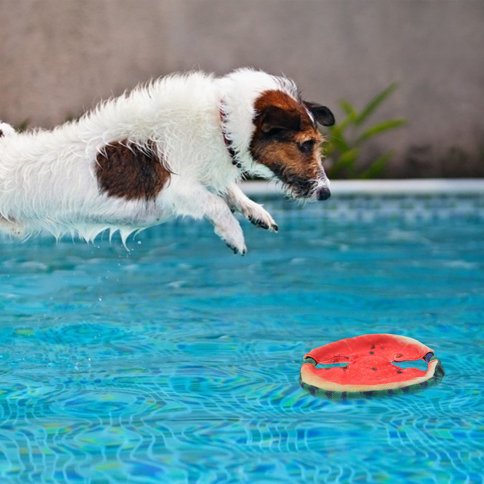 1Pcs Pet Simulated Watermelon  - Flying Disc Dog Training Toy 评论和价格